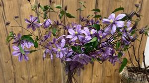 Clematis 'Amazing Tokyo'